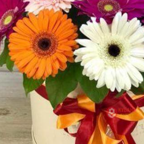  Kemer Flower Gerbera Box in Mixed Colors