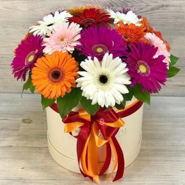  Kemer Blumen Gerbera Box in gemischten Farben